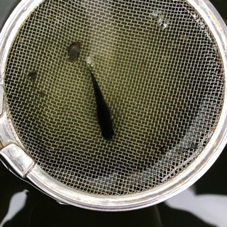 メダカ 琥珀色、カブキ、スーパーブラック、フルメッキ青、三色錦、楊貴妃、その他珍しい色の画像