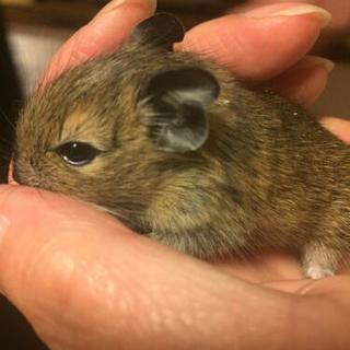 デグー赤ちゃん一匹のみ募集(受付終了)