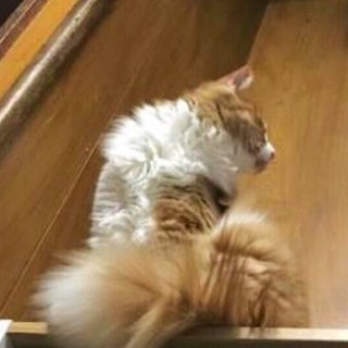 【拡散希望】迷い猫 北海道 伊達市 - 教えて