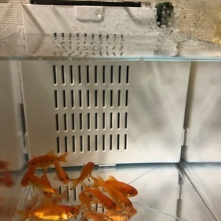 金魚 もらってください