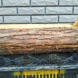 癒やしの丸太。ログプランター（横型）。茨城県潮来市。の画像