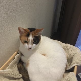 謝礼あり！猫カフェインタビュアー急募！