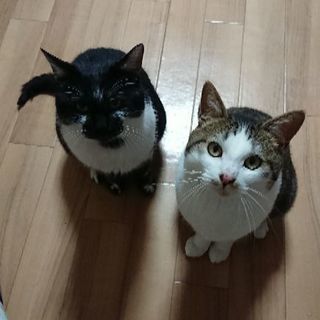 珍しい２匹の里親さん募集です。