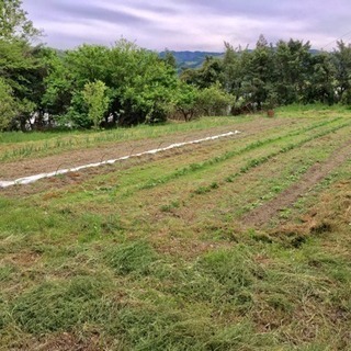 🌈 【農業体験】週末の気分転換に美味しい空気を味わおう🍓の画像