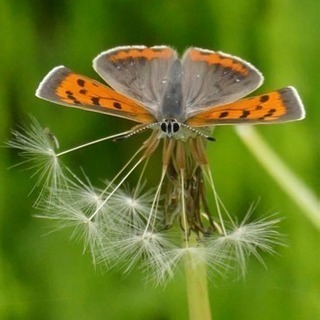 🌈 【農業体験】週末の気分転換に美味しい空気を味わおう🍓の画像
