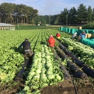 【シフト選べます】レタスの栽培と収穫【年齢不問　主婦 Wワーク 未経験大歓迎】の画像