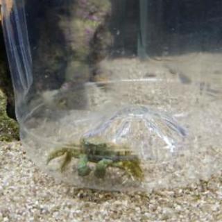 エメラルドグリーンクラブ １匹の画像