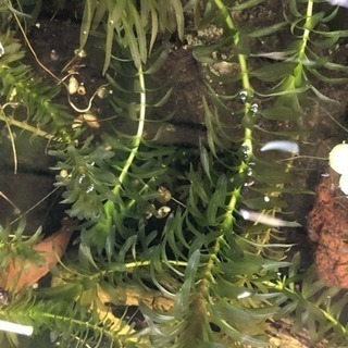 水草差し上げますの画像