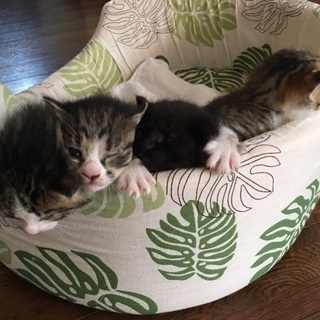 子猫の里親募集(=^・^=) 