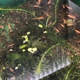 水草差し上げますの画像