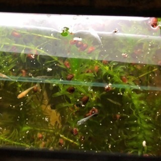 水草差し上げますの画像