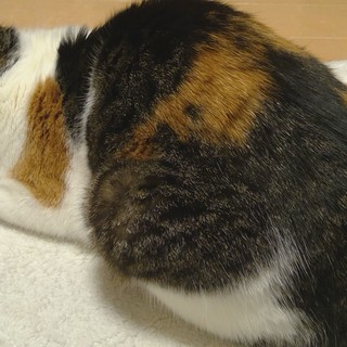 猫の好きな人