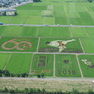 こしがや田んぼアート2019
