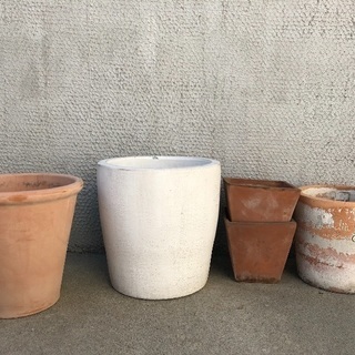 無料！植木鉢と植木 引取限定