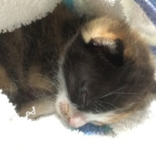 野良 生後2週間程度の子猫