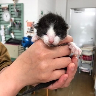 生まれたての子猫 