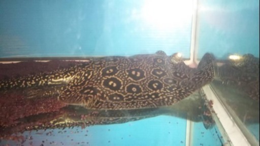 クロコダイルスティングレー