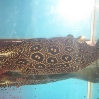 ハグヒーリング　DVD セット ハグヒーリングDVD vol.1、2セット年末まで！