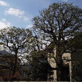 お庭のお手入れ 植木屋をお探しの方！ - 市川市