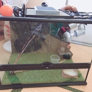 爬虫類用ケージ フルセットの画像