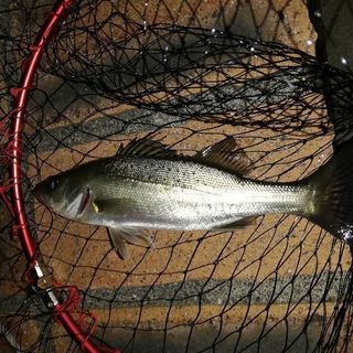 ゆる～いお散歩釣りサークル in 東京 募集停止 - メンバー募集