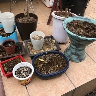 植木鉢 ガーデニング 0円