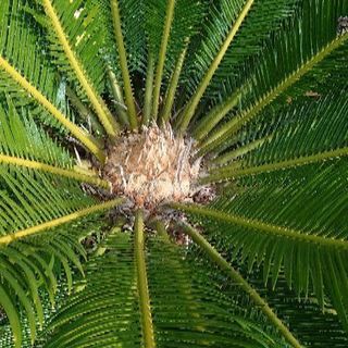 そてつ 蘇鉄の画像