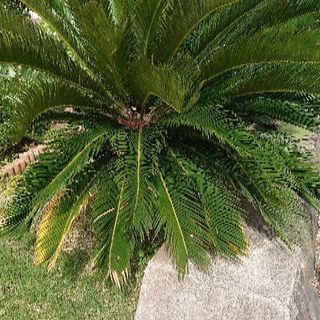 そてつ 蘇鉄の画像