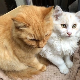 親子猫