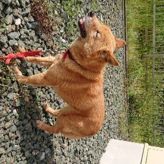 豊橋市若松町にて迷子犬を保護しました。