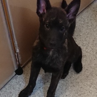 【再募集！！】甲斐犬、生後３ヶ月の女の子、もらってください！