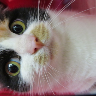 美猫さくらさん４才里子に出ました🤗　 - 猫
