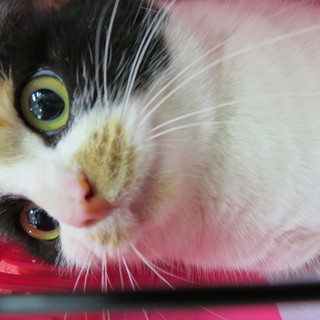 美猫さくらさん４才里子に出ました🤗　 - 横浜市