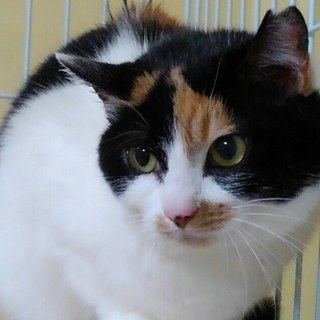 美猫さくらさん４才里子に出ました🤗　