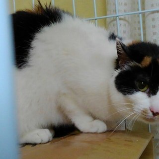 美猫さくらさん４才里子に出ました🤗　 − 神奈川県