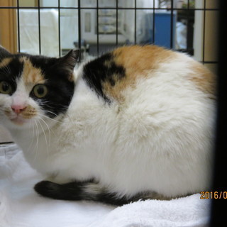 美猫さくらさん４才里子に出ました🤗　 - 里親募集