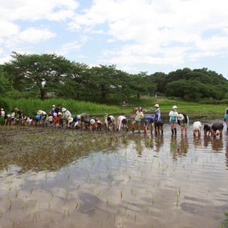 田植え体験！羽釜で藁ぶきごはんを炊くよ！おにぎりと、けんちん汁の...