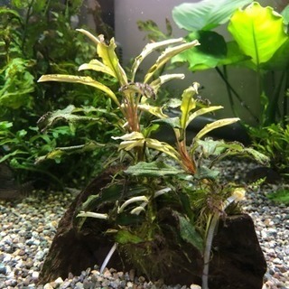 水草ブセファンドラ(熱帯魚水槽)生体