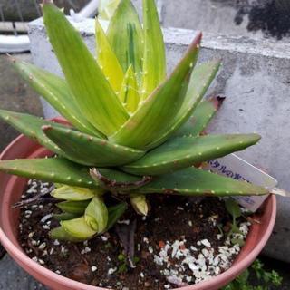 アロエ