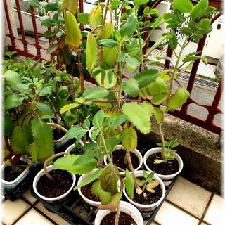 <<End of transaction>>【多肉植物】500円...