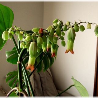 <<End of transaction>>【多肉植物】500円カランコエ属『マザーリーフ』の画像