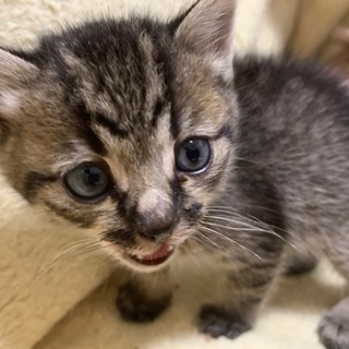 【受付終了】急募✴︎保護猫✴︎生後1ヶ月少しの子猫ちゃんを貰って...