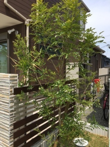 植木 シネマトリコ約2.5〜2.0メートル