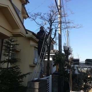 庭の手入れ店 木の剪定☆伐採&草取り☆草刈り【所沢市 狭山市志木...