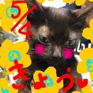 😸本日【5月4日(土)  保護ねこの里親募集会】
