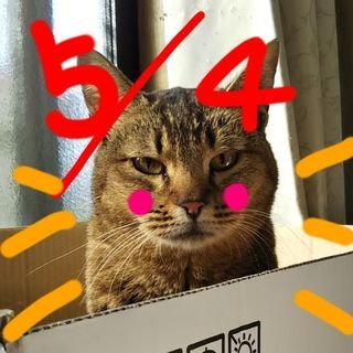【5月4日(土・祝) 保護猫の里親募集会】