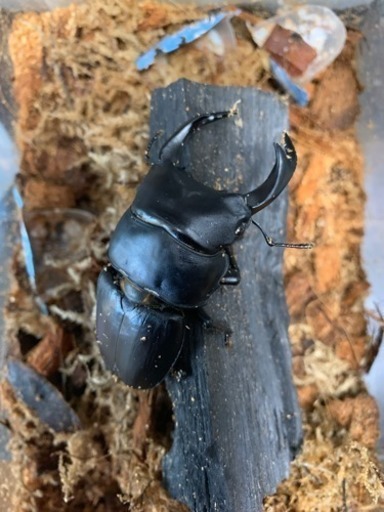 オオクワガタ 20匹まとめて飼育ケース付