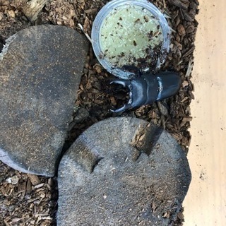 ヒラタクワガタ。1ペアで小さめです
