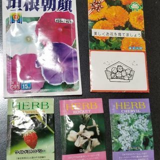 【種】朝顔、金せん花、ハーブ×3
