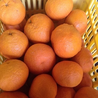 甘夏(o^^o)🍊無農薬1kg